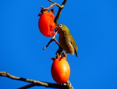 P4530590：メジロ_R