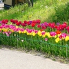P1940704：チューリップ_R