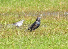 P4490762：ホシムクドリ_R