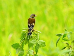 P4340634：カワラヒワ_R