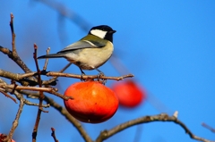 P4510310：シジュウカラ_R