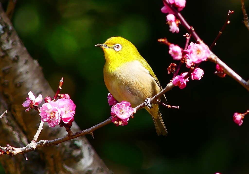 P4840691：梅にメジロ_R