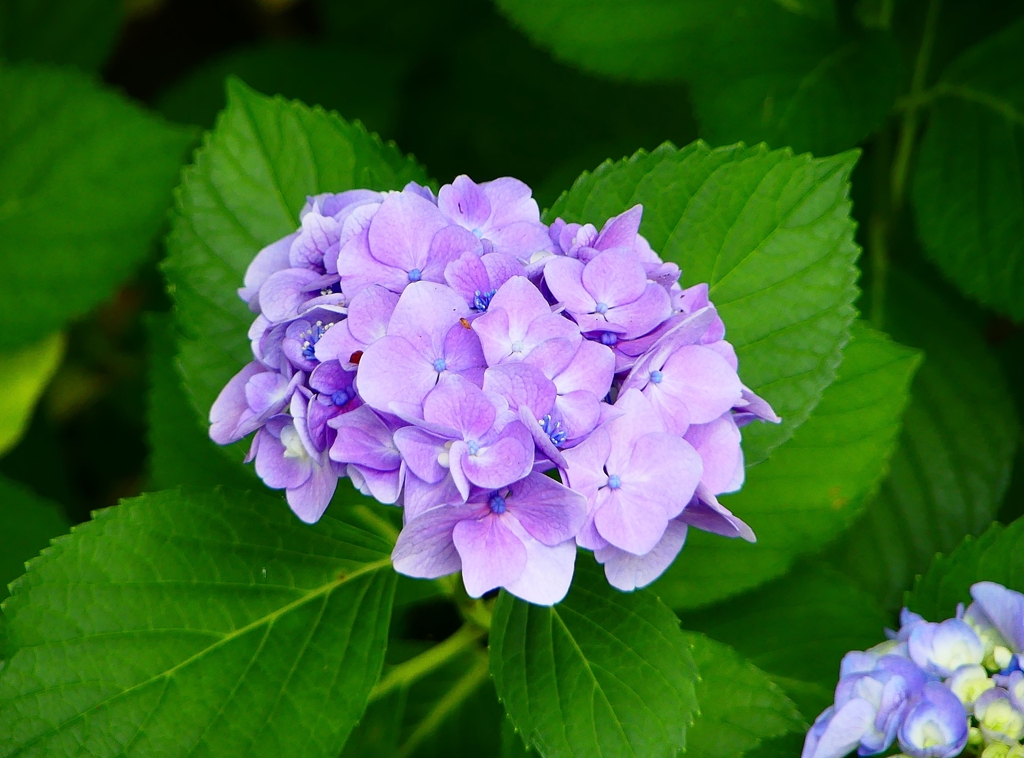 P1010094：アジサイ_R