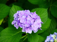 P1010094：アジサイ_R