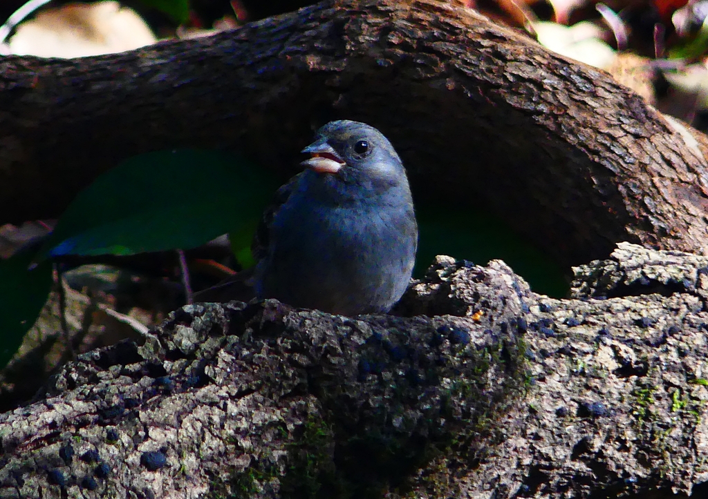 P1750259：クロジ_R