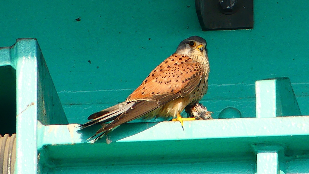 P1980733：チョウゲンボウ-06_R