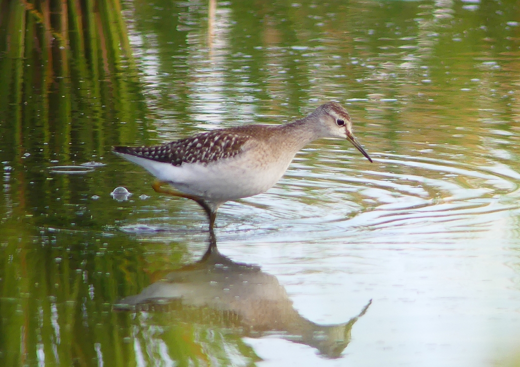 P1250290：タカブシギ_R