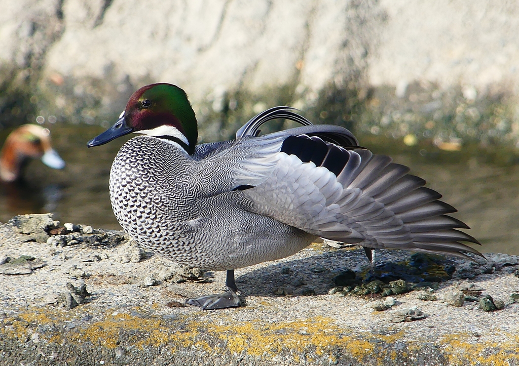 P1580560：ヨシガモ_R