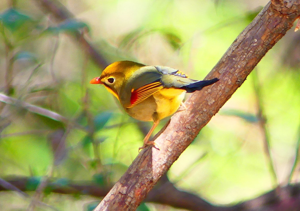 P1870824：ソウシチョウ_R