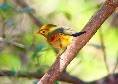 P1870824：ソウシチョウ_R