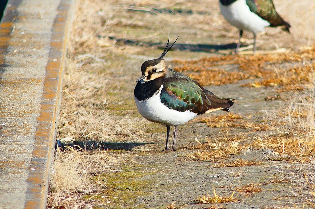 P4630655：タゲリ_R