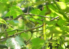 P1190127：メジロ_R