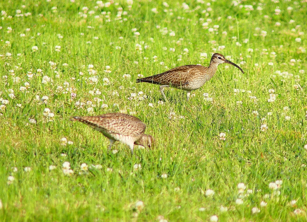 P4950574：チュウシャクシギ_R