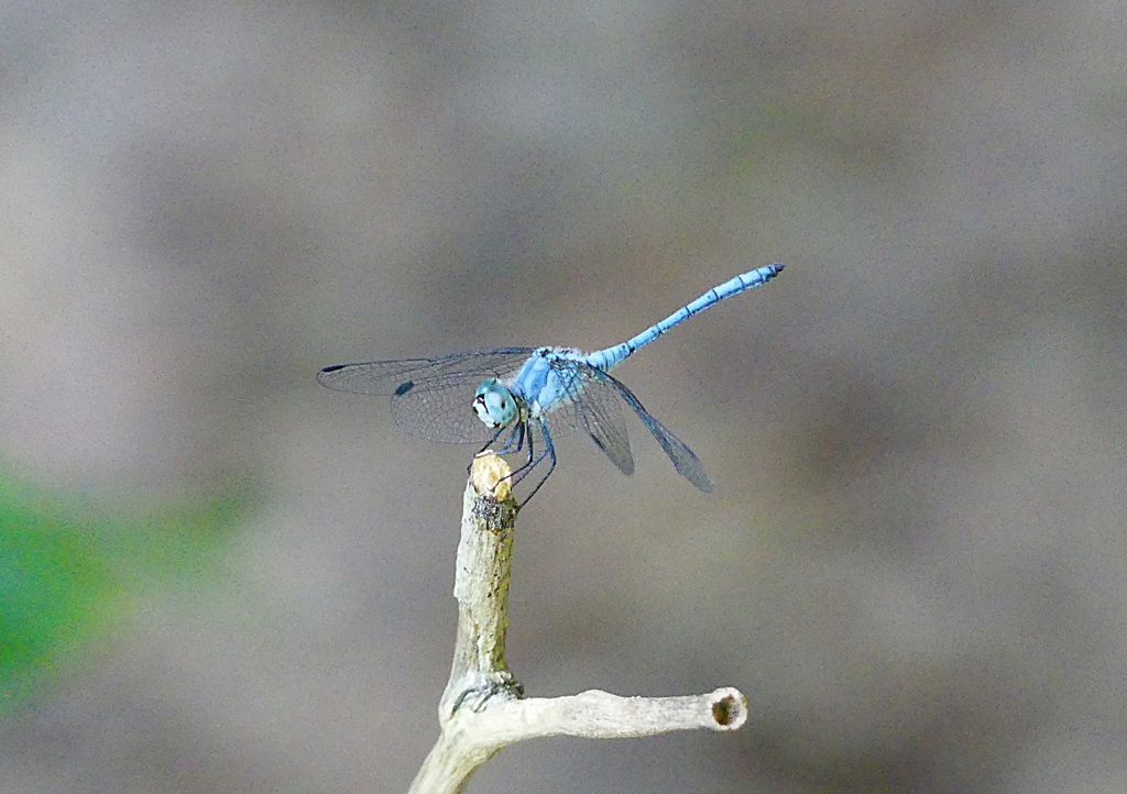P1170465：ナニワトンボ（オス）_R
