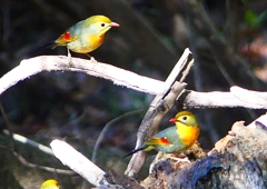 P1860377：ソウシチョウ_R