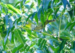 P1150781：メジロ_R