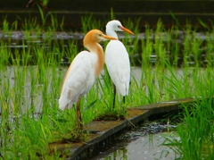 P1030093：アマサギ_R