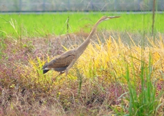 P1400557：ムラサキサギ_R