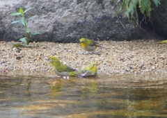 P1190095：メジロ_R