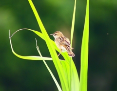 P4170203：セッカ_R