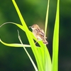 P4170203：セッカ_R