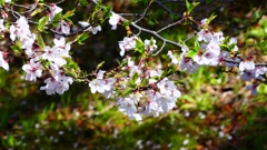 P1900263：ソメイヨシノ_R