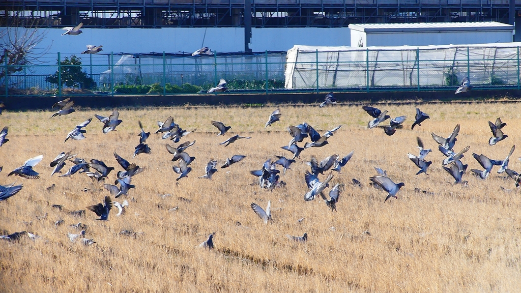 P1630439：飛ぶカワラバト_R