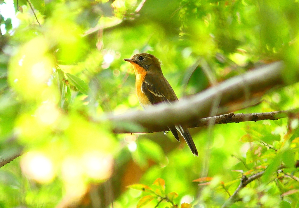 P4440563：ムギマキ（若鳥）_R