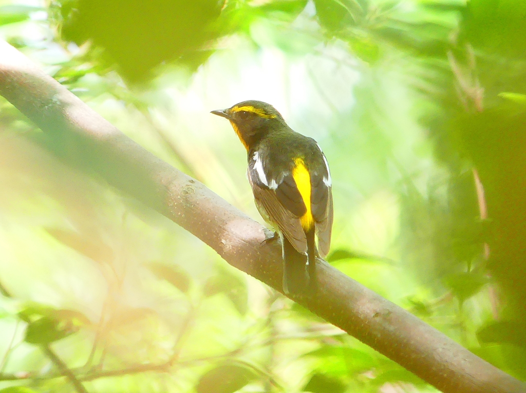 P4100406：キビタキ（オス）_R