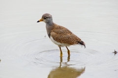 P4990111：ケリ（幼鳥B）_R