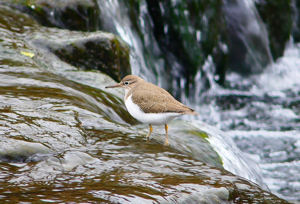 P4760369：イソシギ_R