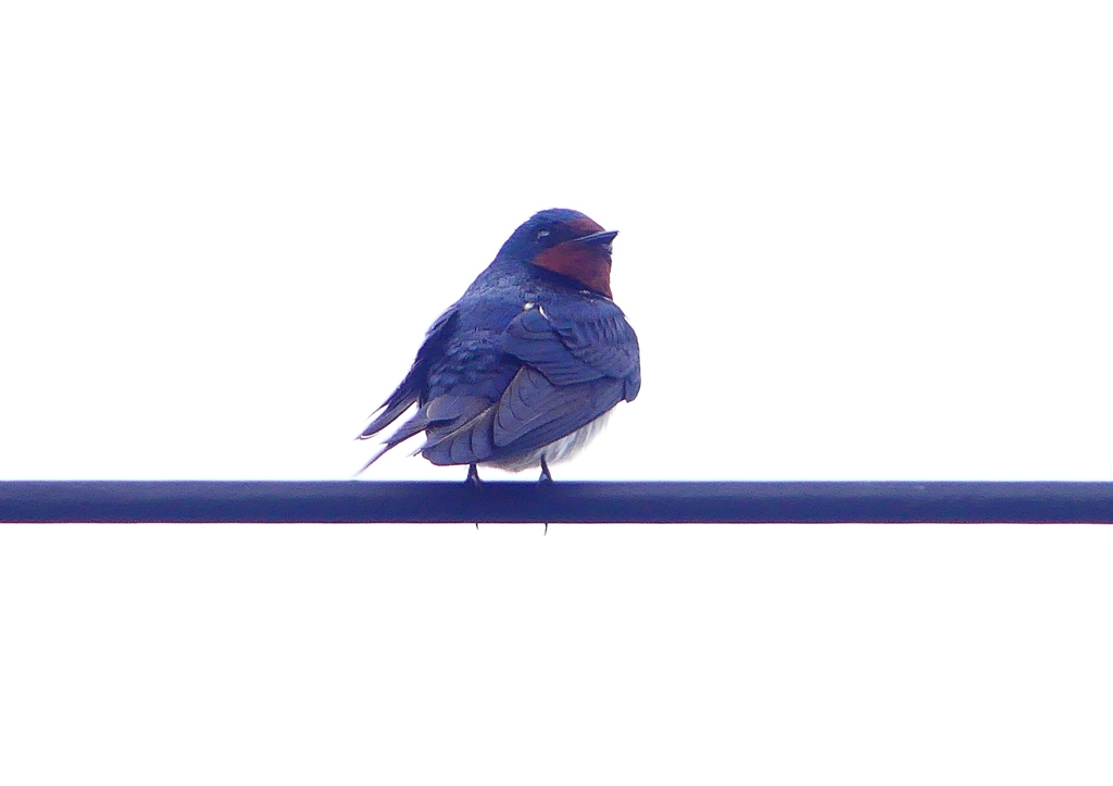 P1900053：ツバメ04_R