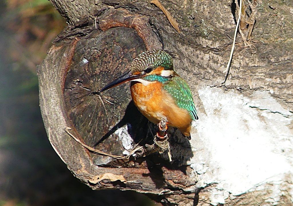 P1540020：カワセミ（メス）_R