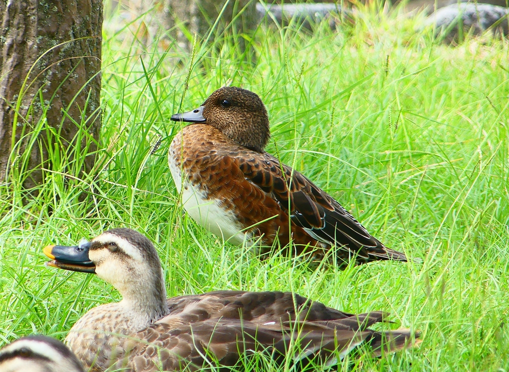 P1120865：ヒドリガモ_R