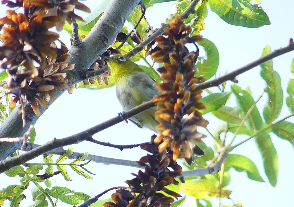 P1180291：メジロ_R