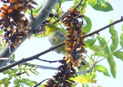 P1180291：メジロ_R