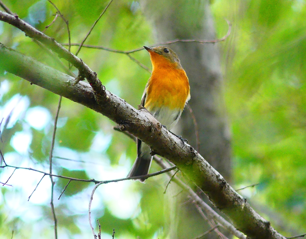 P4440488：ムギマキ（若鳥）_R