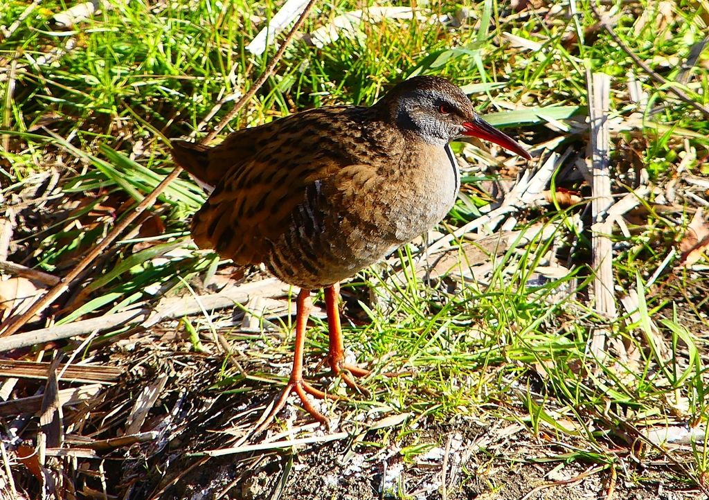 P1730052：クイナ_R