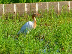 P1130079：アマサギ_R