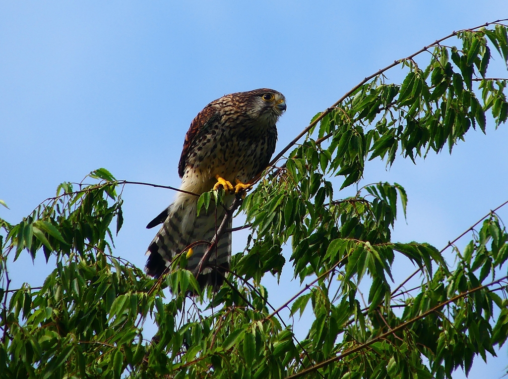 P4150446：チョウゲンボウ_R