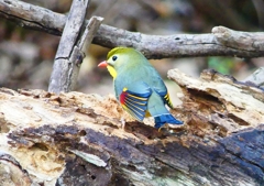 P1910006：ソウシチョウ_R
