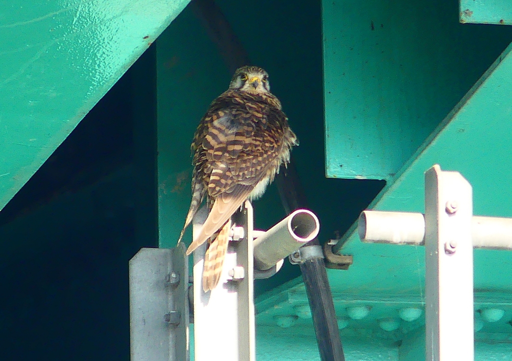 P1980031：チョウゲンボウ_R