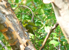 P4360723：メジロ_R