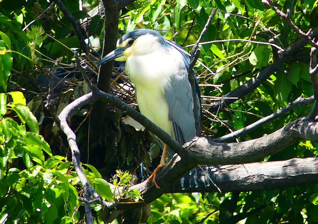 P2010265：ゴイサギ_R