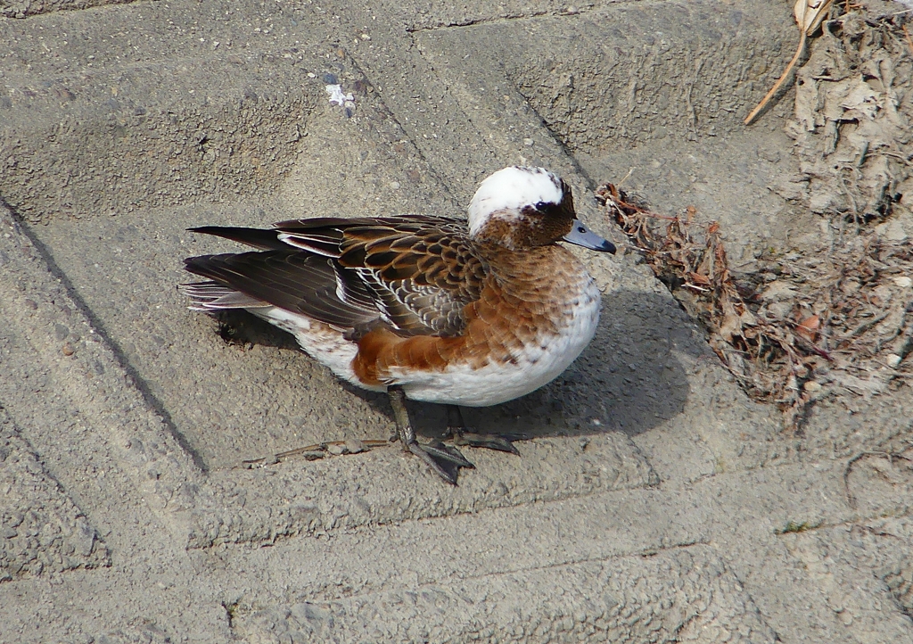 P1580056：頭が白いヒドリガモ_R