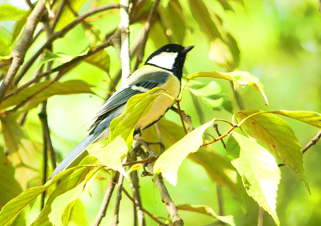 P1960768：シジュウカラ_R