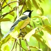 P1960768：シジュウカラ_R