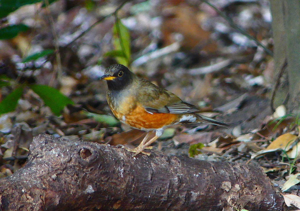P1880870：オオアカハラ_R