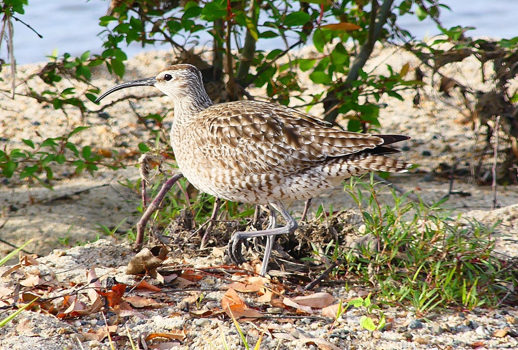 P4980294：チュウシャクシギ_R