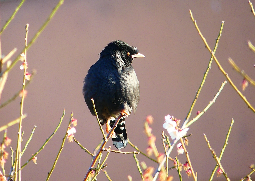 P4800207：ハッカチョウ_R